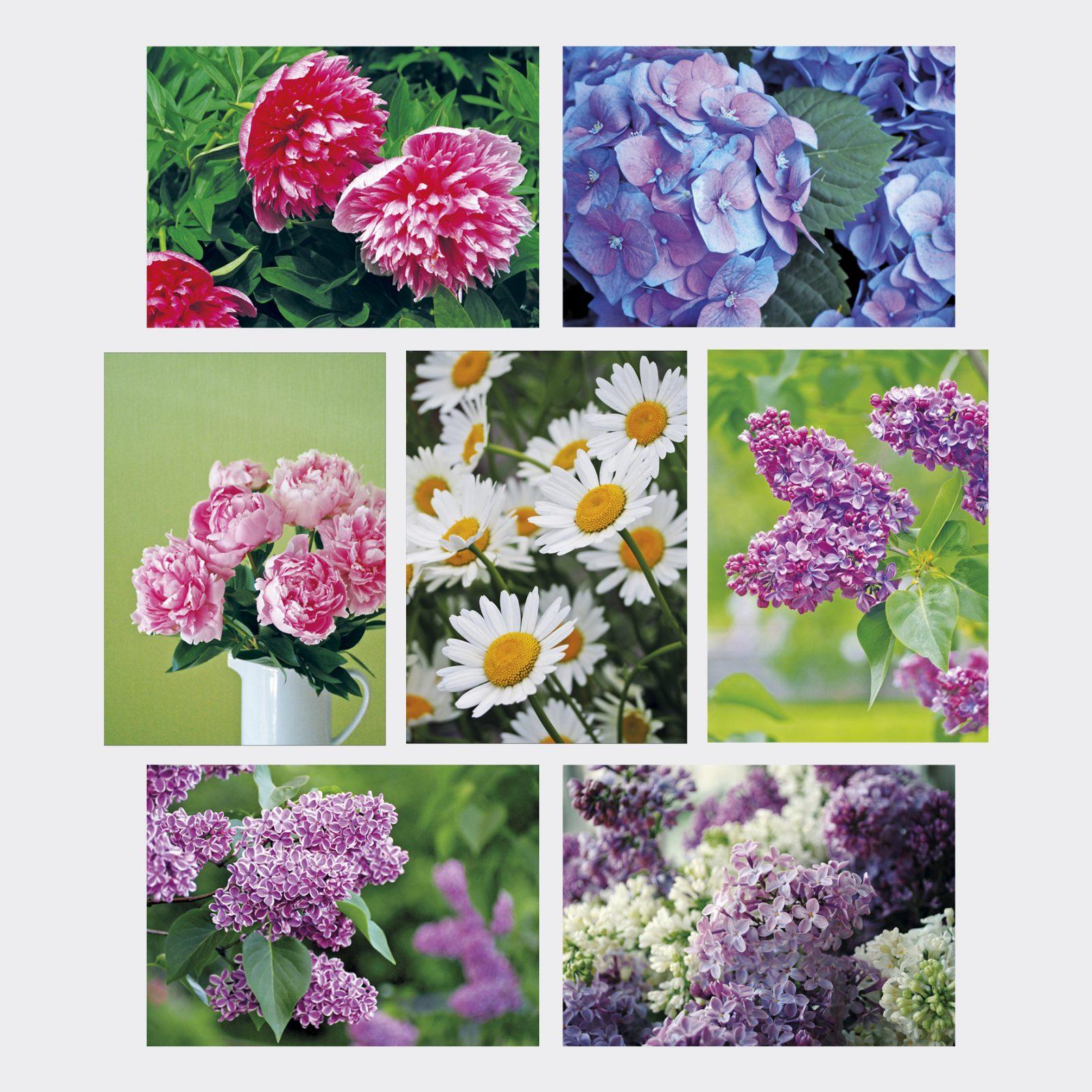 Набор открыток цветов. Выписать цветущие растения. Набор открыток о цветах. Набор открыток с цветами. Цветы почтой по россии